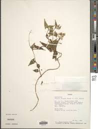 Image result for Hippocratea goetzei