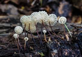 Image result for Marasmius rotula