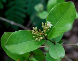 Image result for Psorospermum febrifugum
