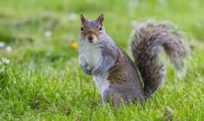 Finally you can see your plant bloom in all its glory. How To Stop Squirrels Digging Up Plants The Six Ways To Get Rid Of Squirrels Express Co Uk