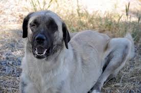 Scientifically designed television to reduce anxiety and enrich your dog's life with sights and sounds. Kangal Dog Dog Breed Information And Pictures Petguide
