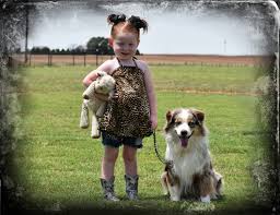 Miniature and toy australian shepherds are sturdy dogs. Circle 5 Miniature Toy Australian Shepherds
