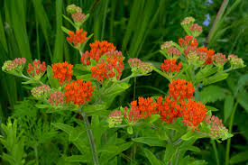 How to care butterfly bush in your garden. Asclepias Tuberosa Wikipedia