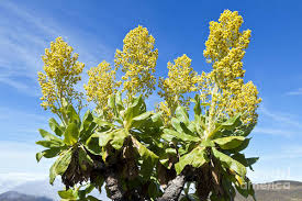 Image result for Dendrosenecio