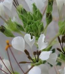 Image result for Cleome gynandra