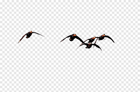 Download flying bird images and photos. Beak Water Bird Flocks Of Geese Fly South Winter Computer Png Pngegg