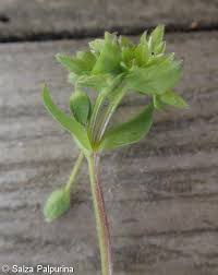 Image result for Stellaria pallida