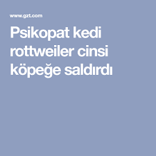Psikopat Kedi Rottweiler Cinsi Kopege Saldirdi Rottweiler Kedi Hayvanlar Alemi