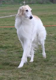 Longhaired Whippet Breeders Whippet Long Haired Borzye Sobachki Fotografii Sobak