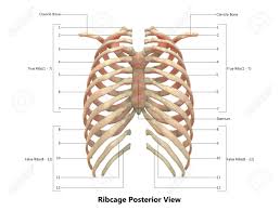 Floating ribs, false ribs, real ribs, manubrium of sternu. Ribs Human Anatomy Anatomy Drawing Diagram