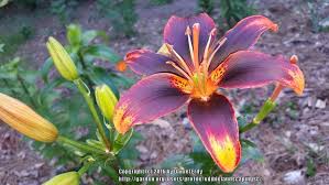 Big flowers tropical flowers amazing flowers beautiful roses beautiful flowers tropical plants lily flower tattoos pink rose tattoos orquideas cymbidium. Photo Of The Bloom Of Lily Lilium Starlette Posted By Ediblelandscapingsc Garden Org