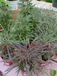 Maybe you would like to learn more about one of these? False Aralia Schefflera Elegantissima Dizygotheca Elegantissima Calyx Flowers Inc