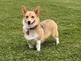 Welsh Corgi Wikipedia