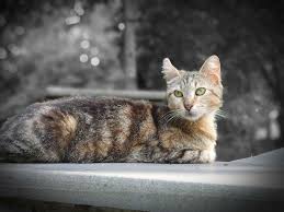 Cat Kedi 2020 Kedi Fotograf Doga
