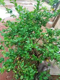 Image result for Streblus