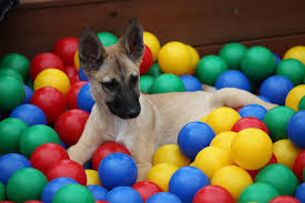 Die andere fraktion favorisiert die abgabe der welpen mit einem alter von zwölf wochen, da die hunde dann eine längere sozialisationsphase bei der mutterhündin und den geschwistern hätte. Welpe Wie Lange Ist Die Welpenzeit Ab Wann Junghund