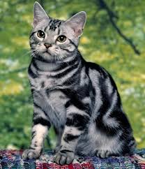 Ways To Keep A Tabby Cat Happy American Shorthair Cat Pretty Cats Cats