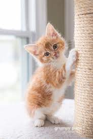 8 Week Old Orange Medium Haired Kitten Hand Raised By A Foster Momma Ready For Adoption Photo By Grumpy Cute Animal Videos Kittens Cutest Beautiful Kittens