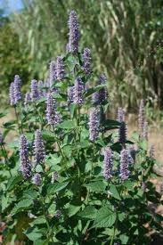Agastache Anisee Le Biau Germe