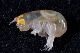 Image result for Nematopoa