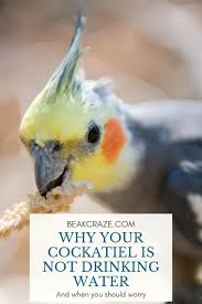 Is Your Cockatiel Not Drinking Water Or Do You Just Have The Feeling That He She Isn T This Article Shows You What S Normal Cockatiel Cockatiel Care Bird Care