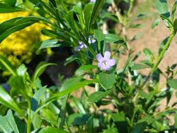 Image result for Freylinia tropica