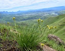 Image result for Wahlenbergia abyssinica