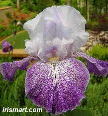 Splashacata Tall Bearded Iris Iris Bearded Iris Iris For Sale