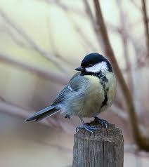 In knapp zwei wochen ist meteorologischer frühlingsbeginn und wir fragen uns natürlich, wie der, in anbetracht der aktuellen temperaturen, ausfallen wird. Wann Kommt Der Fruhling Endlich Nach Deutschland Foto Bild Natur Landschaft Tiere Bilder Auf Fotocommunity