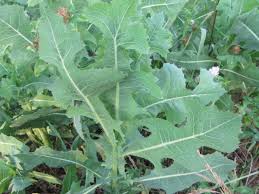 Image result for Lactuca imbricata