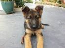 Black 10 Week Old German Shepherd