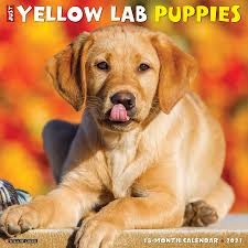 Australian shepherd pit bull terrier boston terrier border collie bichon frise rottweiler english bulldog corgi miniature. Just Yellow Lab Puppies 2021 Wall Calendar Dog Breed Calendar Willow Creek Press 9781549213885 Amazon Com Books