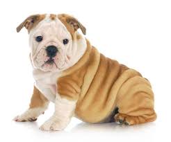 Choosing female bulldog names can be difficult, as you want a name that is fitting to your dog's personality, gender and appearance. Bulldog Names For English French American Bull Dogs
