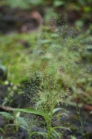 Image result for Arundinella