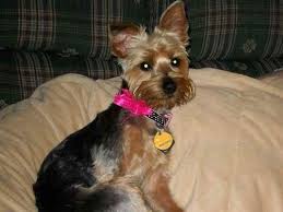 Cute yorkshire terrier dog on green grass yorkie. D 1193 Silkshire Terrier Yorkshire Terrier Silky Terrier Terrier Terrier Breeds Designer Dogs
