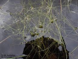 Image result for Isolepis fluitans