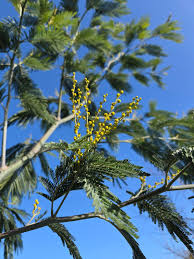 Image result for Acacia stuhlmannii