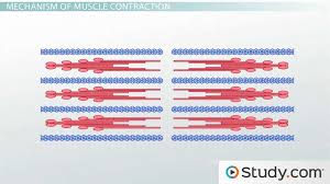 Online, article, story, explanation, suggestion, youtube. Muscle Contraction Actin And Myosin Bonding Video Lesson Transcript Study Com