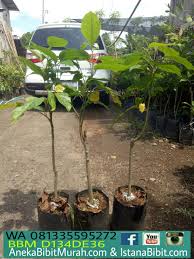 Umumnya, harga bibit bunga keladi yang dijual secara online lebih murah dibandingkan dengan offline/lapak. Jual Bibit Bunga Kenanga Hasil Okulasi Harga Nego Jual Ikan Koi Murah