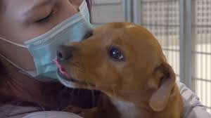 Here are addresses of dachshund rescue centers across the usa. Spca Of Hancock County To Host Event Featuring Rescue Puppies From North Carolina