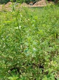 Image result for Scoparia