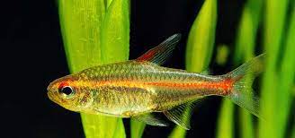 The Best Tetras For Breeding Tropical Fish Hobbyist Magazine