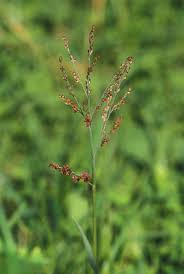 Image result for Panicum adenophorum