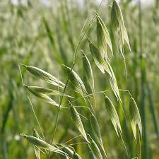 Image result for Avena sativa