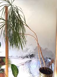 Cut the cane into pieces about two inches long, each with one node, reserving the top four to six inches of the cutting for use. What To Do With A Wimpy Dracaena Laidback Gardener