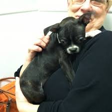 My major problem was that if you didn't do something the managers way, then it was wrong. The Pet Doctor 3 Tips