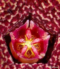 Image result for Orbea carnosa