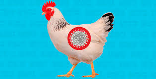 Este caso es una transmisión ocasional entre especies de aves de corral y humanos, y el riesgo de propagación a gran escala es extremadamente bajo, ha subrayado la. J1kojxsx1moham