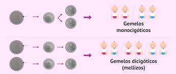 Qué diferencia el embarazo de gemelos del embarazo de mellizos?