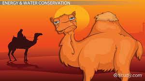 Desert Animal Adaptations Lesson For Kids Video Lesson Transcript Study Com